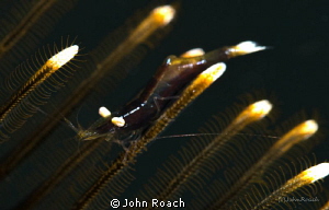 Black Crinoid Shrimp   Almost impossible to see when in t... by John Roach 
